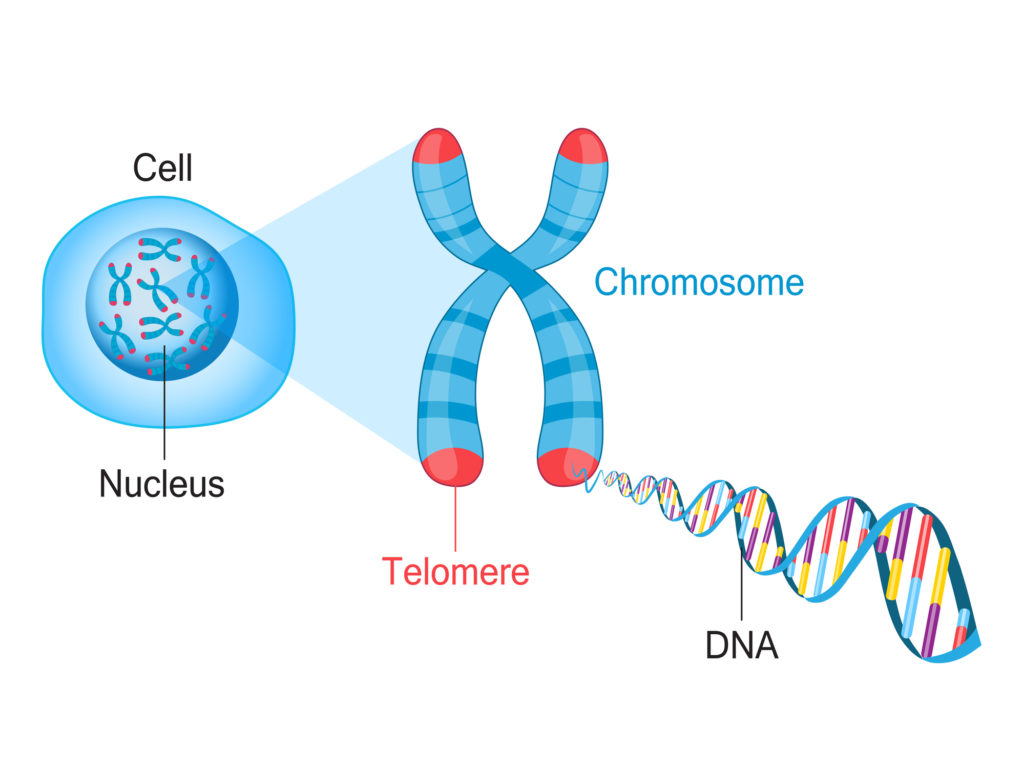 illustration of nucleus, chromosomes, and dna strand